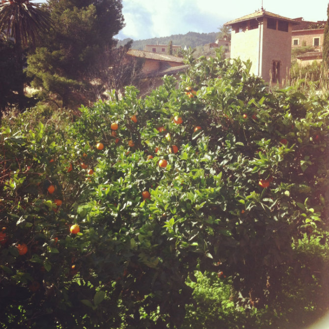 Apelsinträd på Mallorca